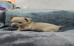 Chihuahua dogs for sale: Chihuahua pedigree pups. Not KC. - Image 11