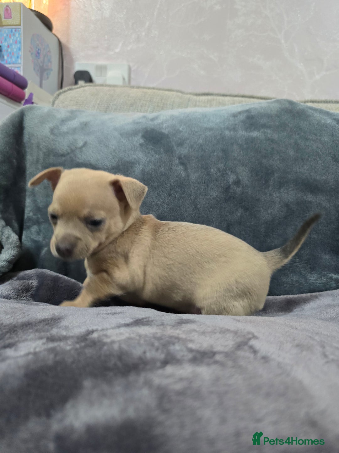 Chihuahua dogs for sale: Chihuahua pedigree pups. Not KC. - Image 11