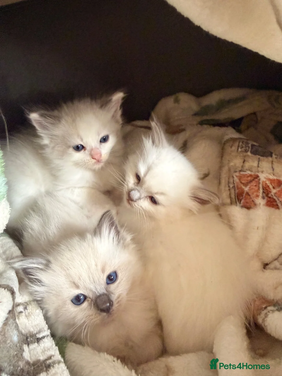 Ragdoll cats for sale: Beautiful Dolls 💙🐱 - Advert 2