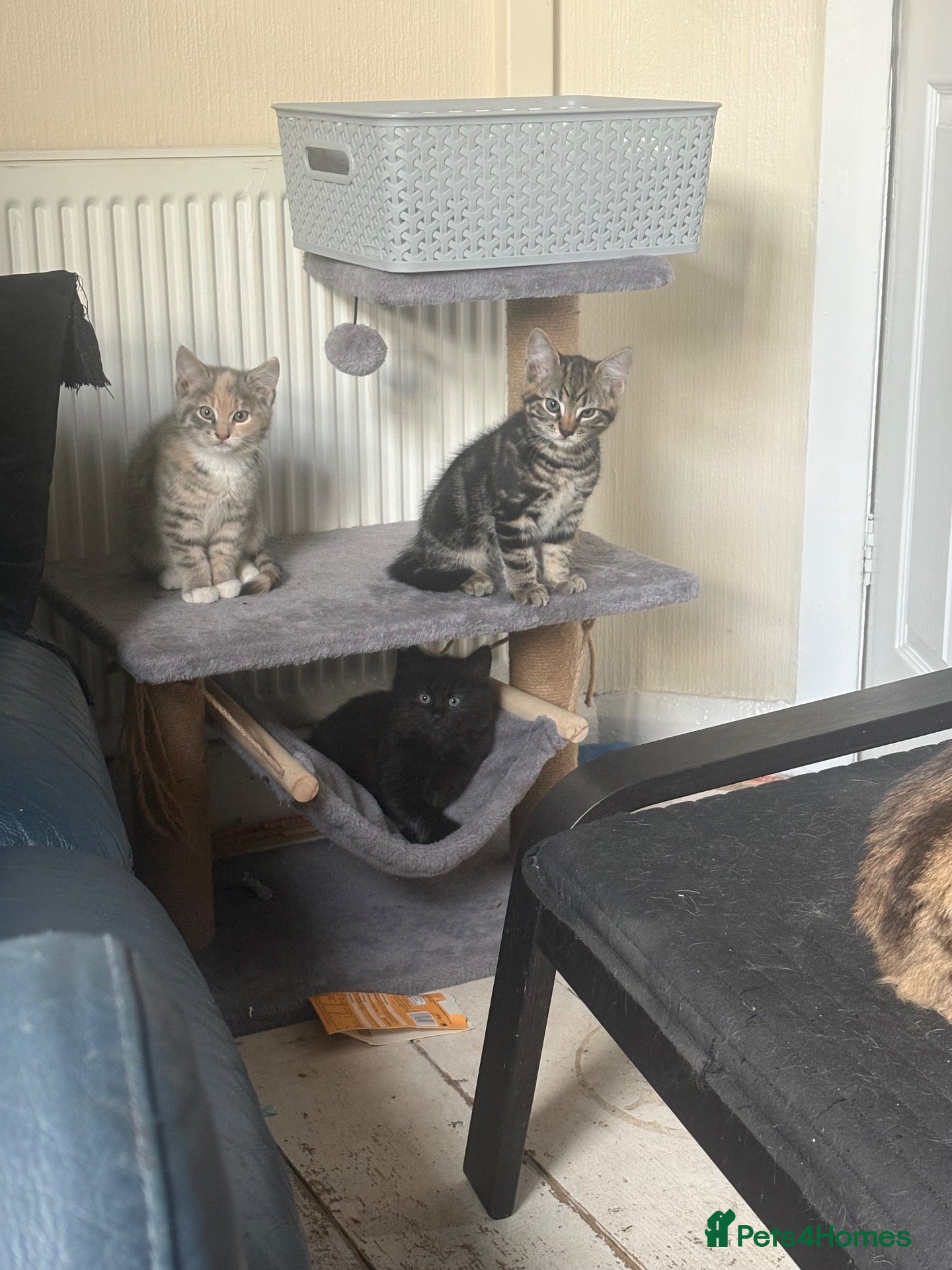 Mixed Breed cats Mixed breed kittens  - Advert 1