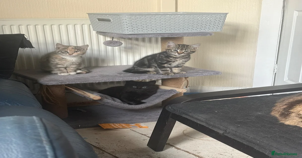 Kittens for sale in Launceston, Cornwall | Pets4Homes
