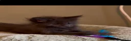 Maine Coon cats for sale: Beautiful pedigree Maine Coon kittens READY NOW - Advert 14