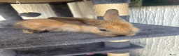 Continental Giant rabbits for sale:  Continental giant babies  - Advert 3