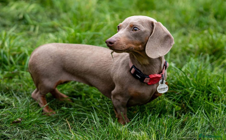 Miniature Dachshund dogs - Advert 8
