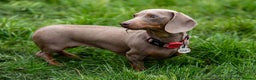 Miniature Dachshund dogs for sale: Miniature dachshunds (pink carriers)  - Advert 16