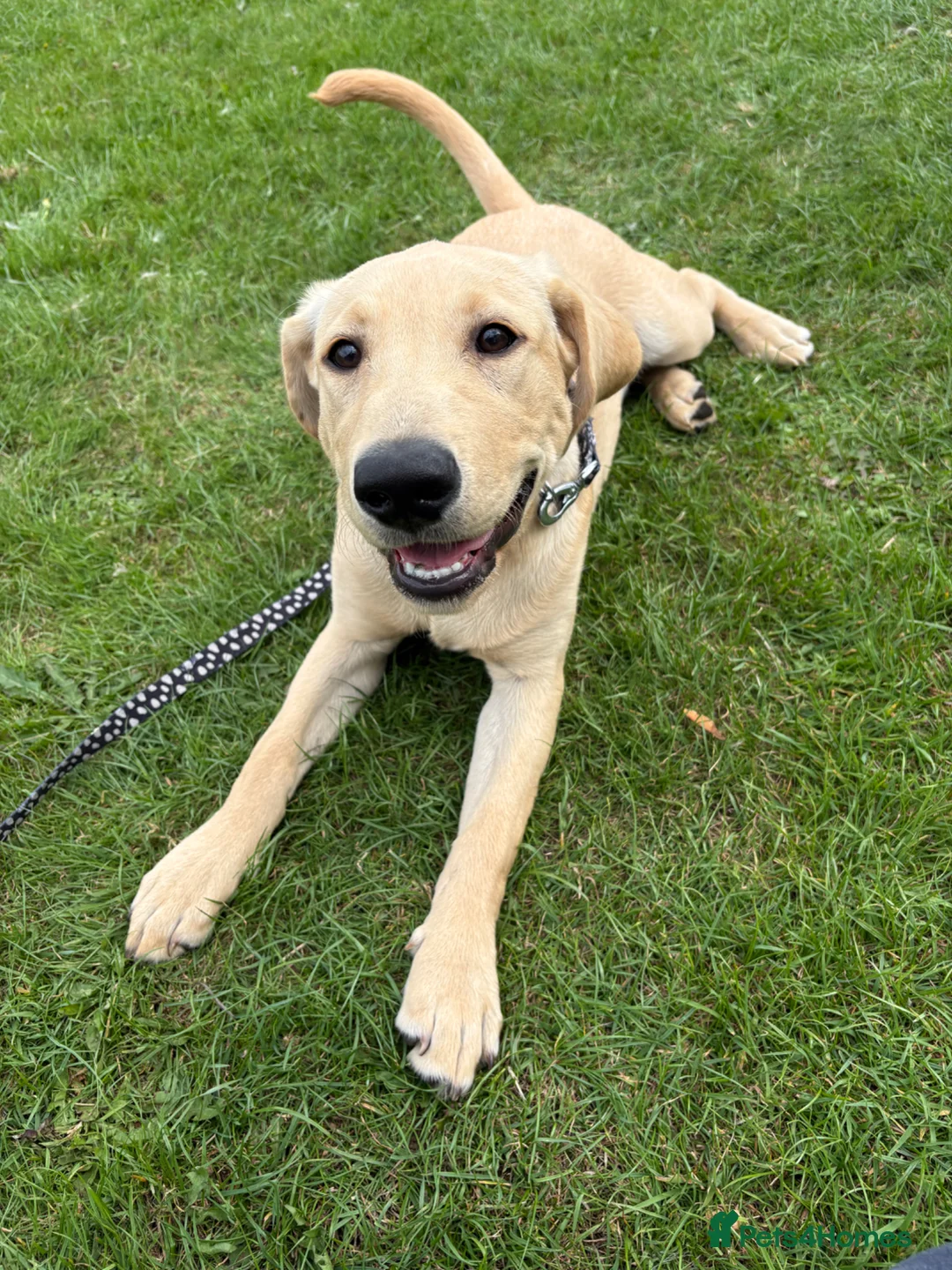 Labrador Retriever dogs for sale: Rory  in Bridlington - Advert 2