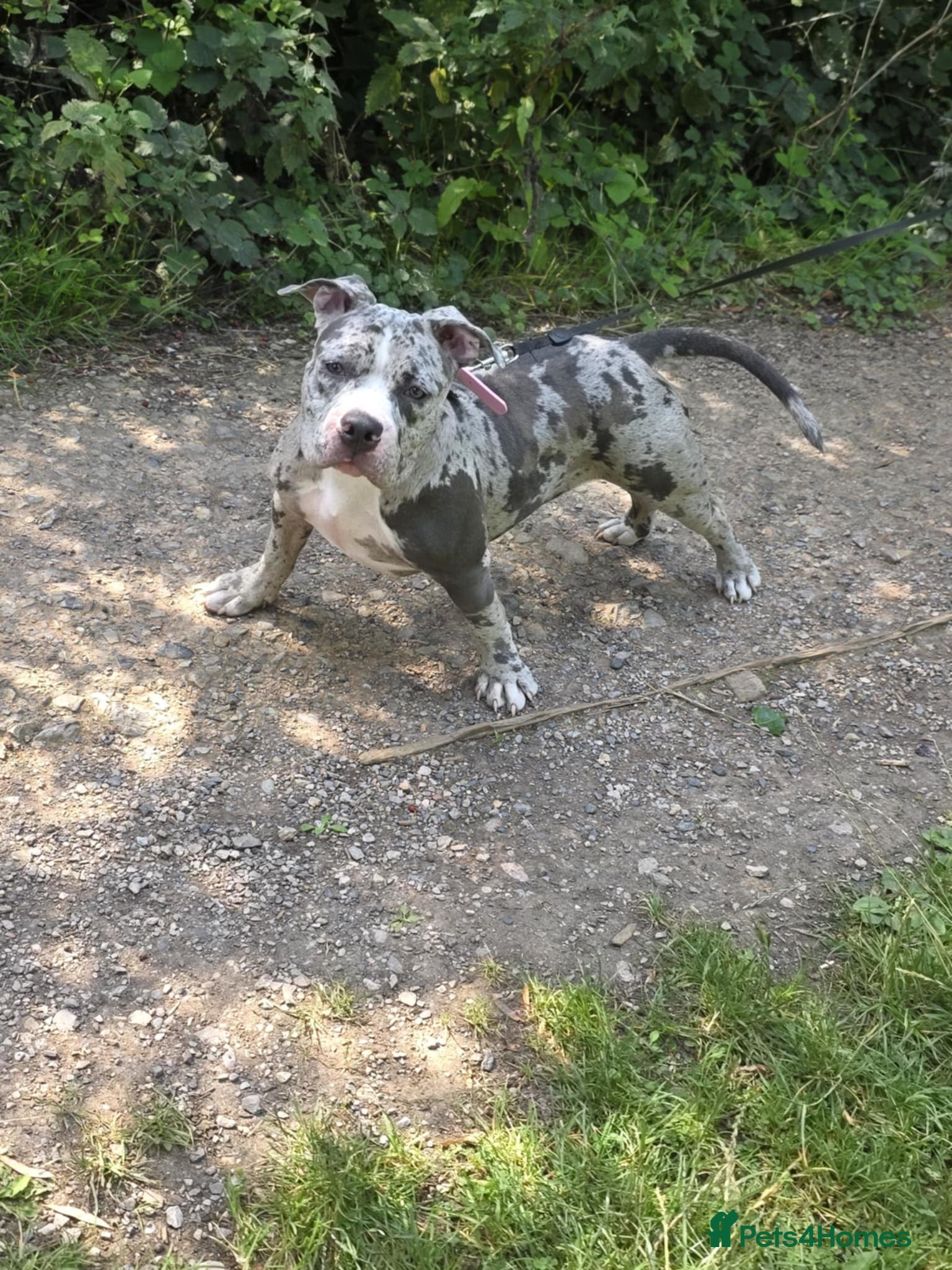 American Bully dogs Maya  - Advert 2