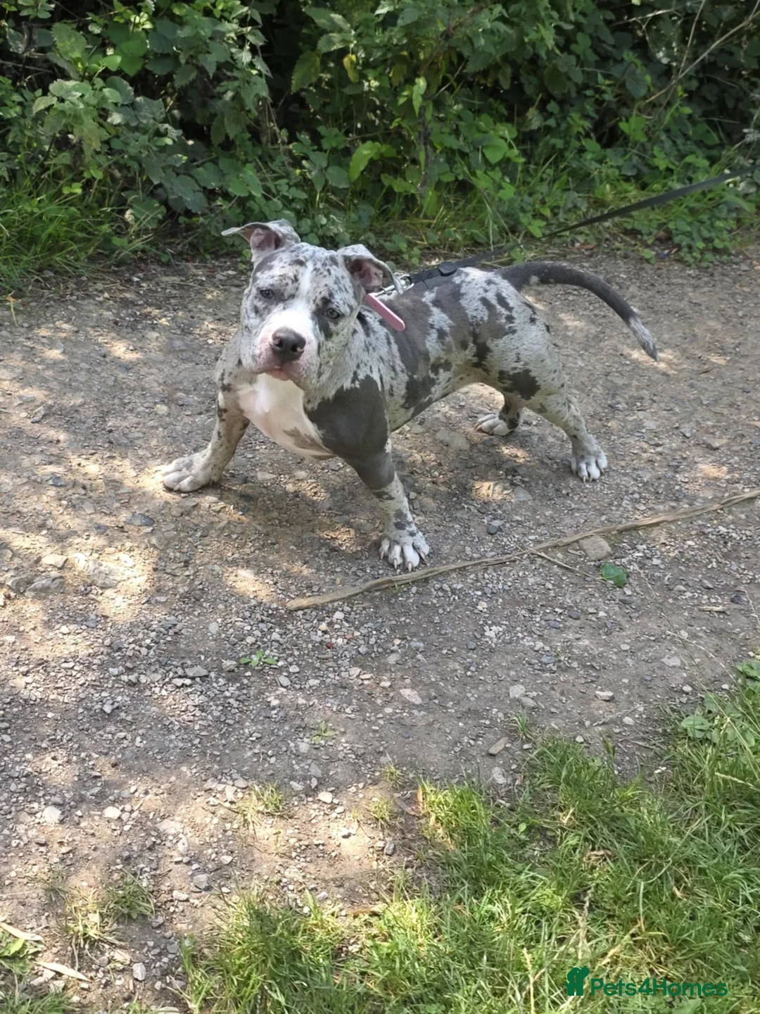 American Bully dogs for sale: Maya  - Advert 1