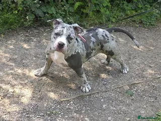 American Bully dogs Maya - Advert 2