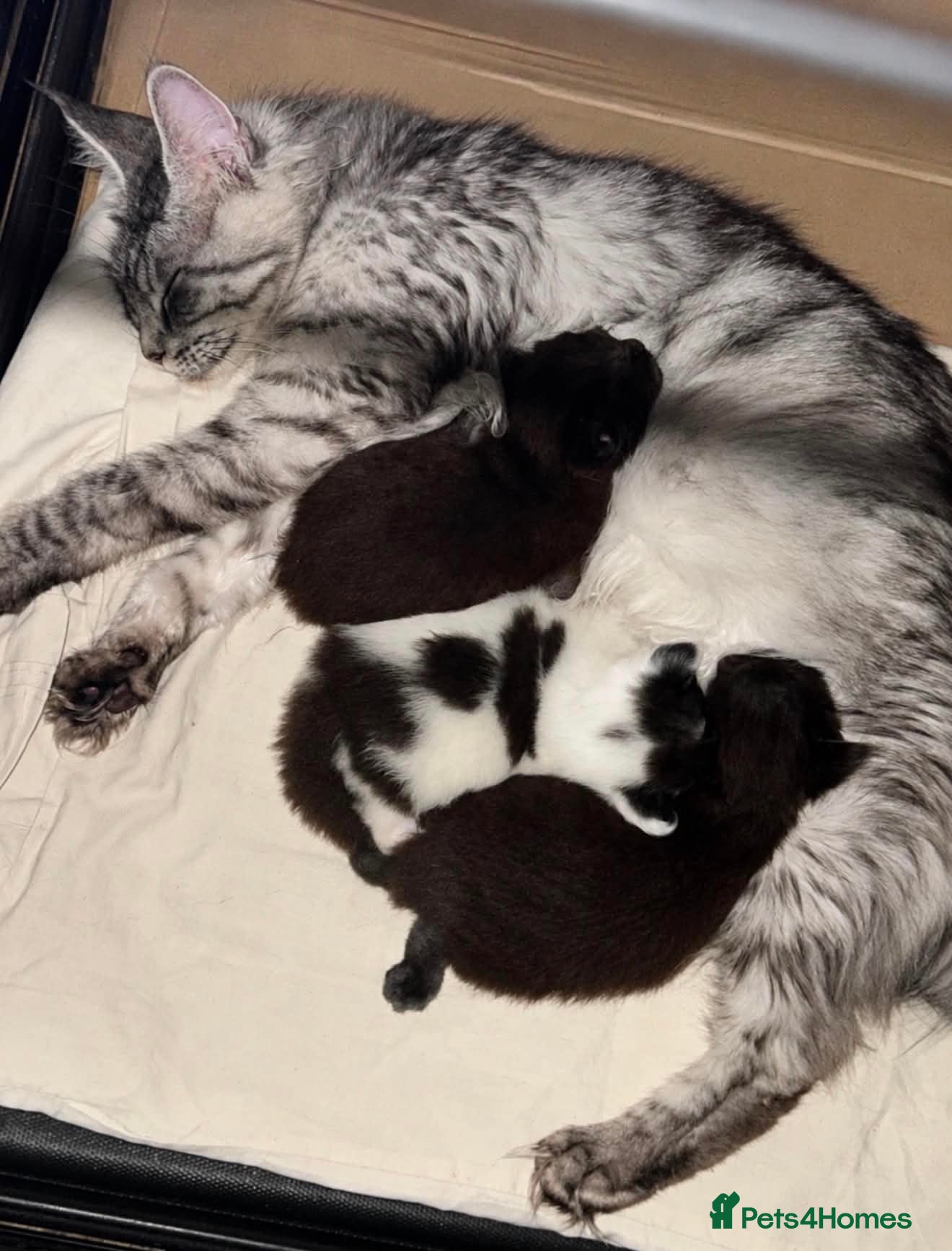 Maine Coon cats Stunning Maine coon kittens  - Advert 1
