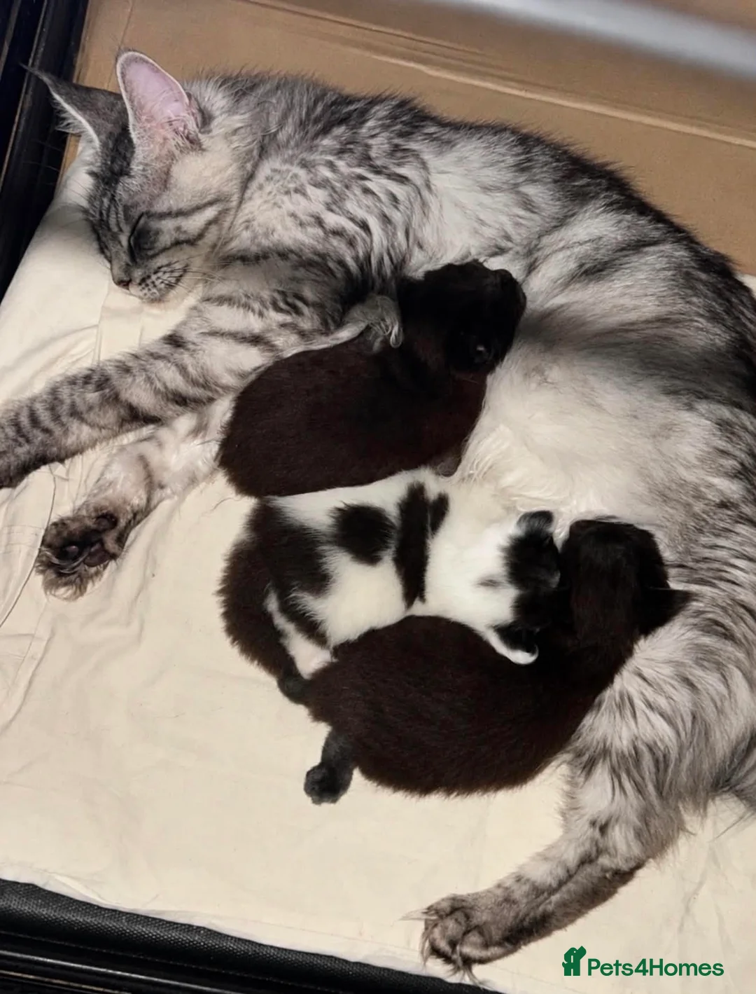 Maine Coon cats for sale: Stunning Maine coon kittens  - Advert 1