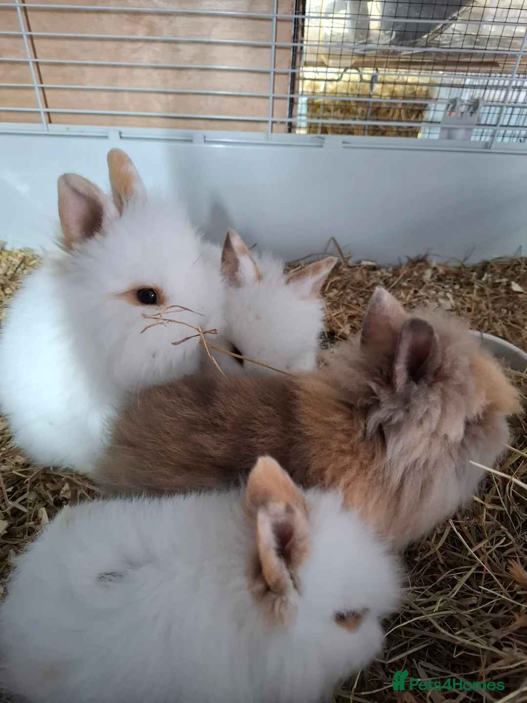 Lionhead rabbits for sale: DOUBLE MANED - Advert 4