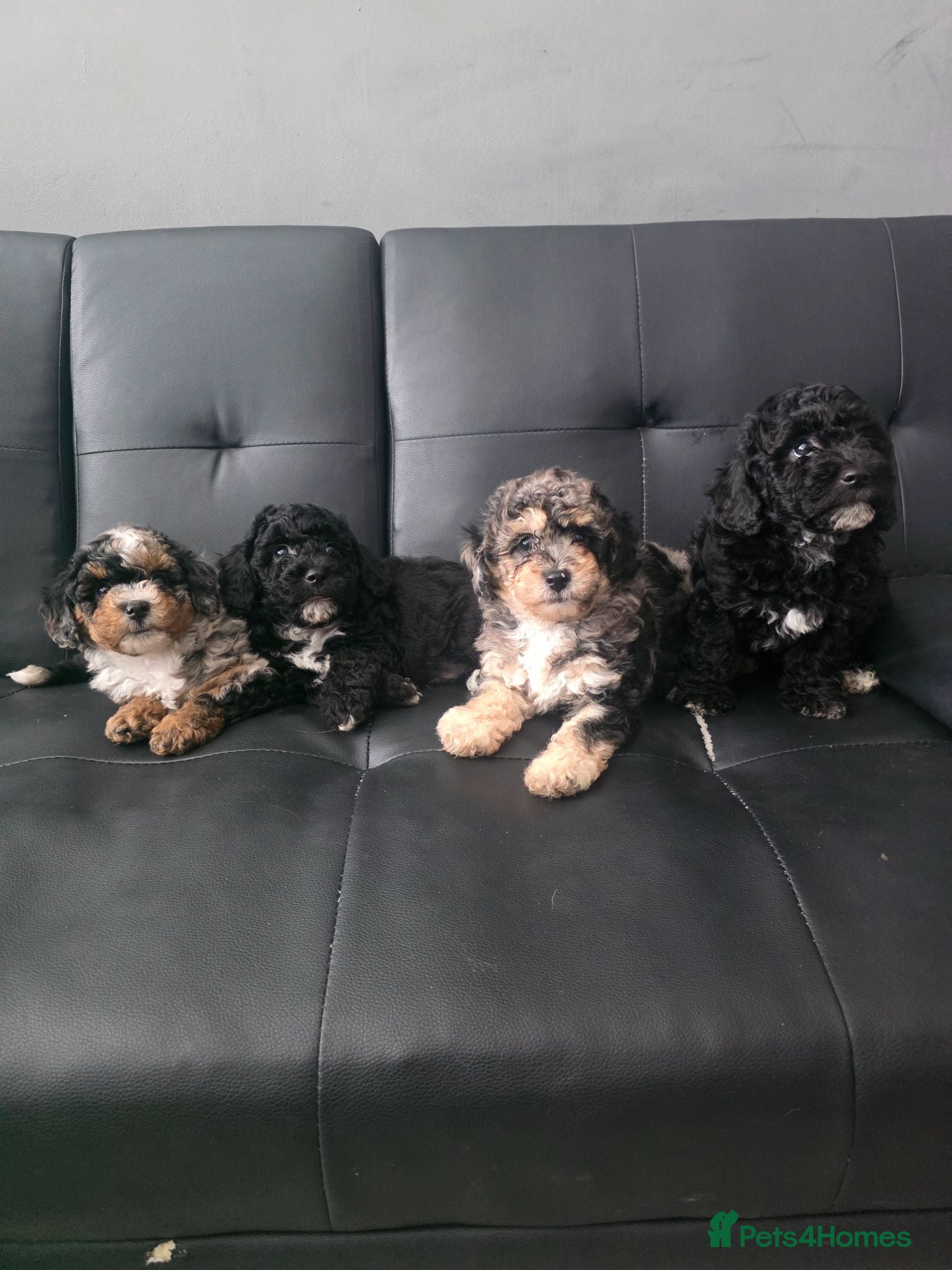 Poochon dogs 4 beautiful poochon puppys for sale  - Advert 1