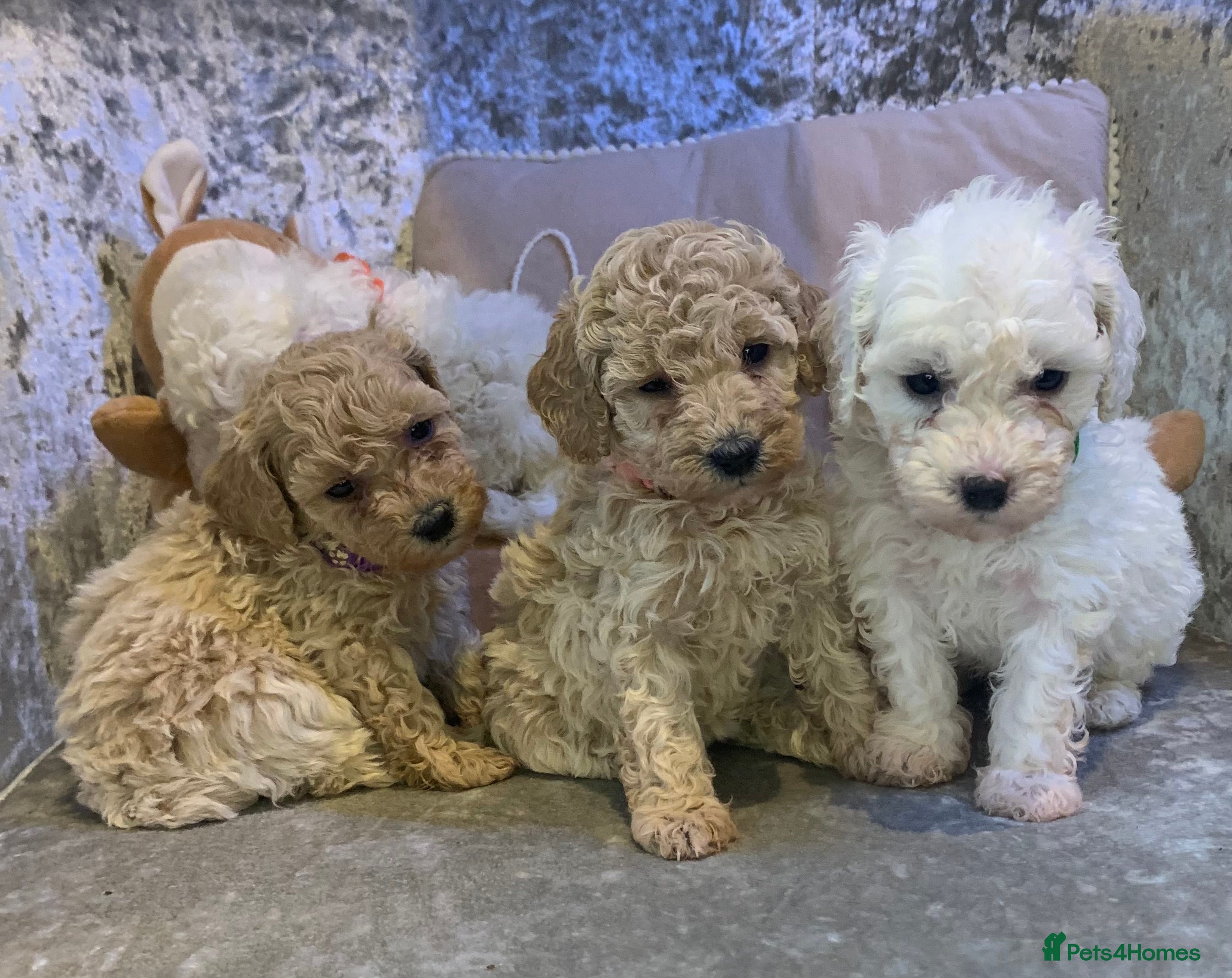 Toy Poodle dogs ✨Beautiful Healthy Poodle Pups Ready 20th Dec ✨🐩 - Advert 3