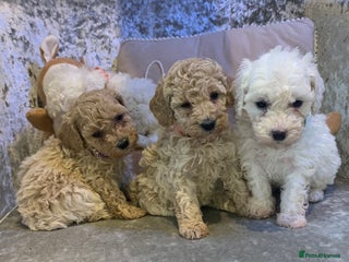 Toy Poodle dogs ✨Beautiful Healthy Poodle Pups Ready 20th Dec ✨🐩 - Advert 7