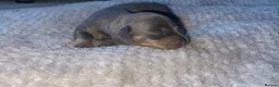 Dachshund dogs for sale: Dachshund puppies  - Advert 3