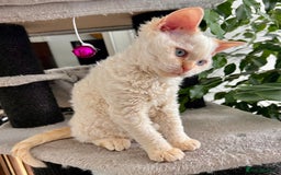 Selkirk Rex cats for sale: Gorgeous Selkirk Rex kittens - Image 1