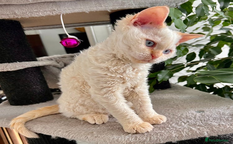 Selkirk Rex cats - Advert 1