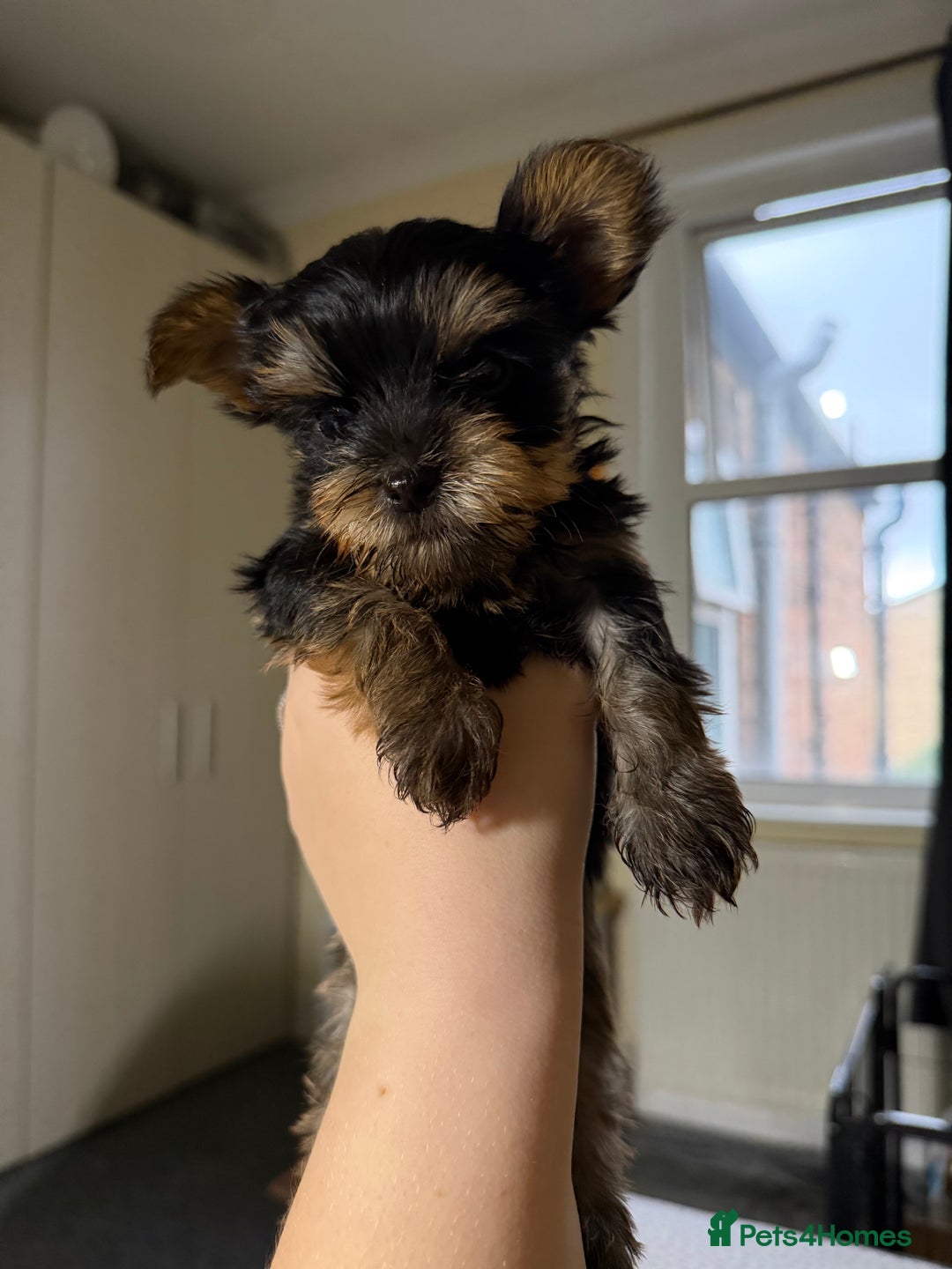 Yorkshire Terrier dogs for sale: Three beautiful Yorkshire Terrier girls for sale - Advert 9