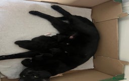 Mixed Breed cats for sale: Kittens  - Image 4