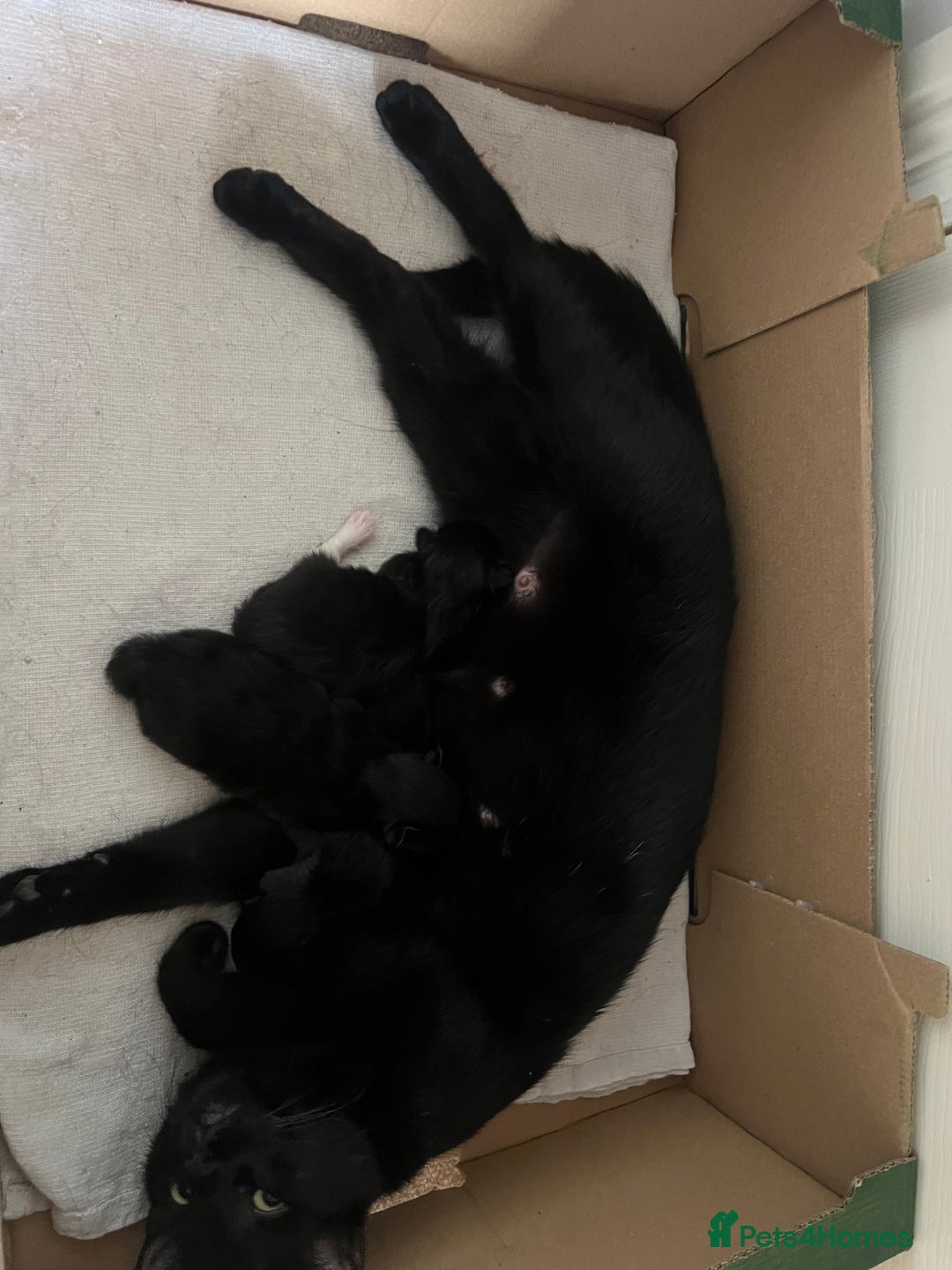 Mixed Breed cats for sale: Kittens  - Image 4
