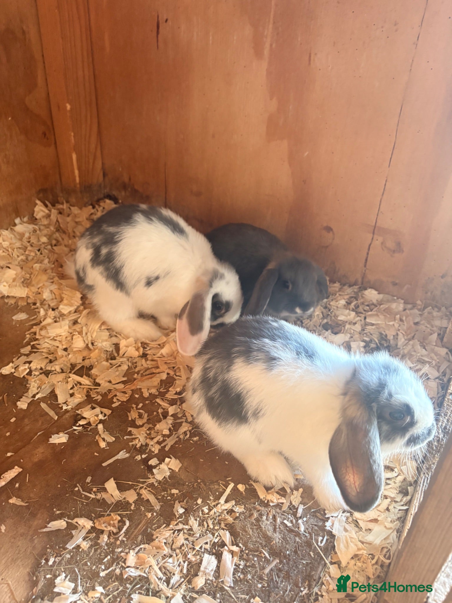 Mini Lop rabbits 3 Lovely Mini Lop Bunnies! - Advert 17