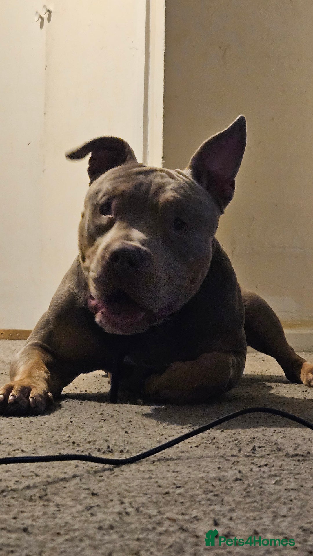 American Bulldog dogs for sale: American Bulldog - Advert 5