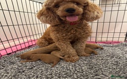 Cavapoo dogs for sale: Extensively health tested F1 Cavapoos  - Image 2