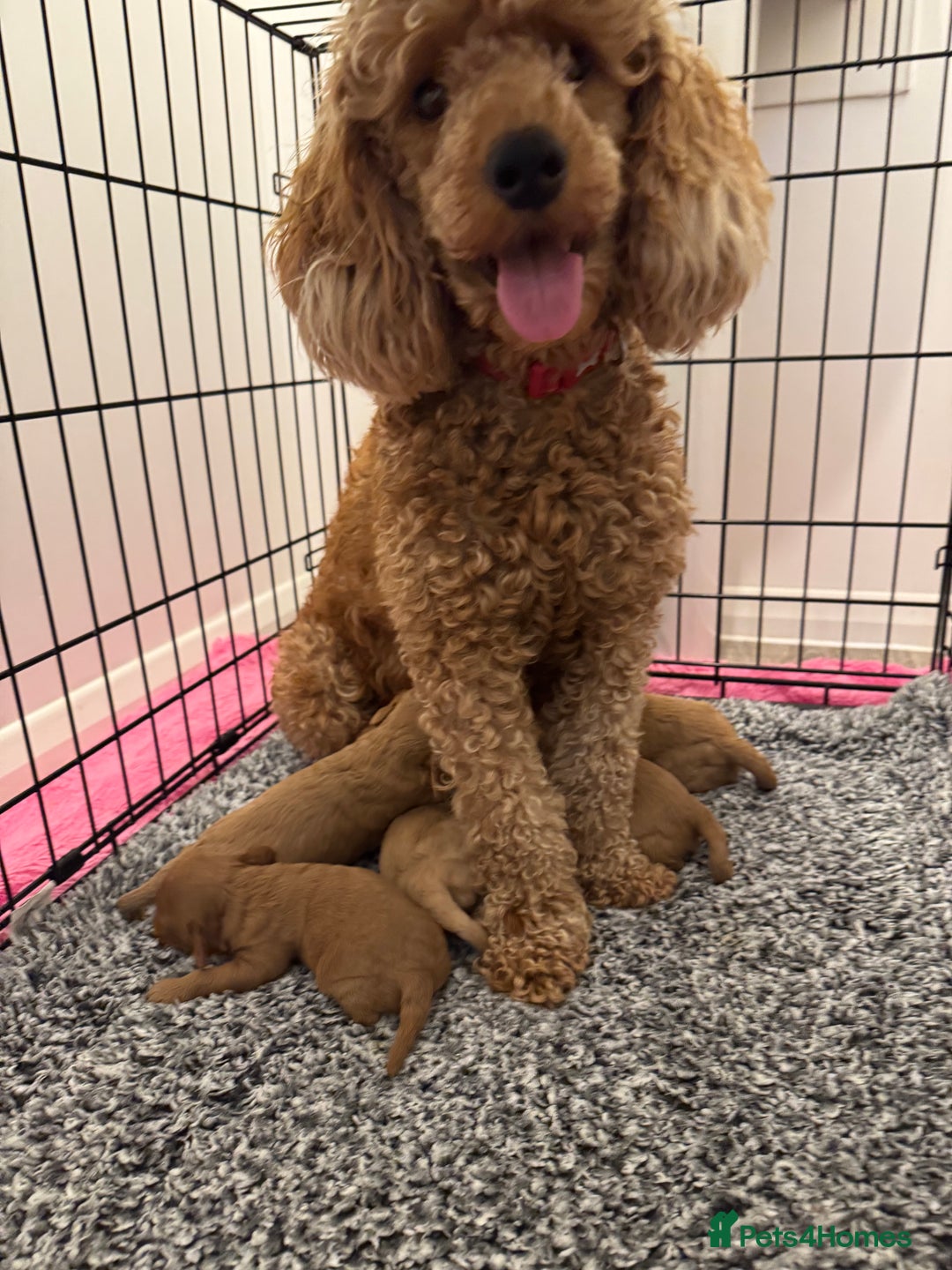 Cavapoo dogs for sale: Extensively health tested F1 Cavapoos  - Image 2