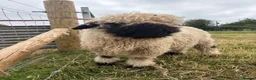 Sheep livestock for sale: 2 Valais Blacknose Lambs (Wethers) for sale - Advert 6