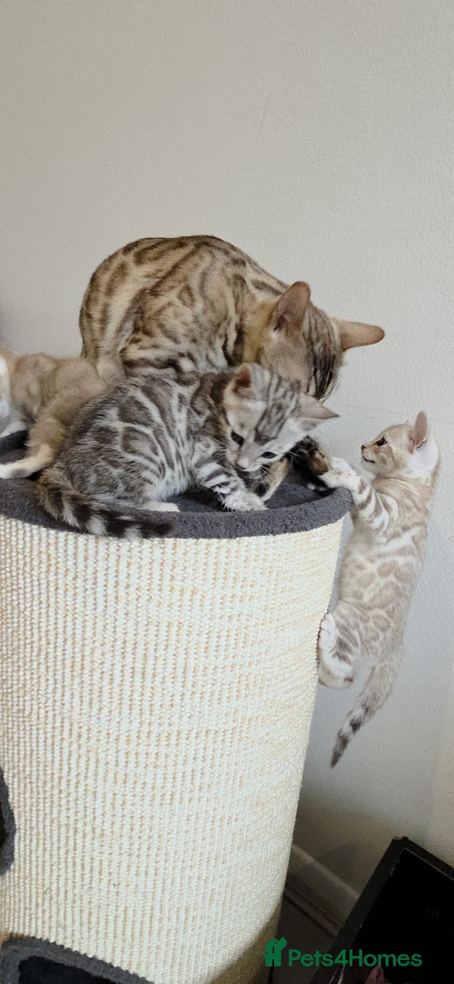 Bengal cats Pure Bengals Stunning Colour-ready for rezervation - Advert 2