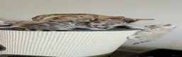 Bengal cats for sale: Pure Bengals Stunning Colour-ready for rezervation - Advert 7