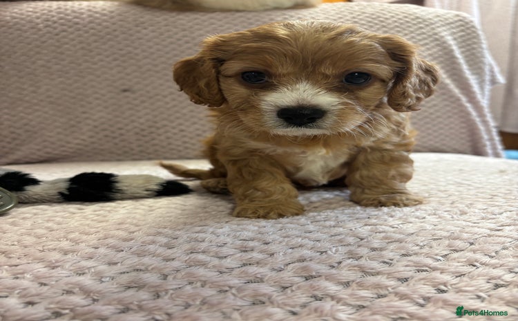 Cavapoo dogs - Advert 2