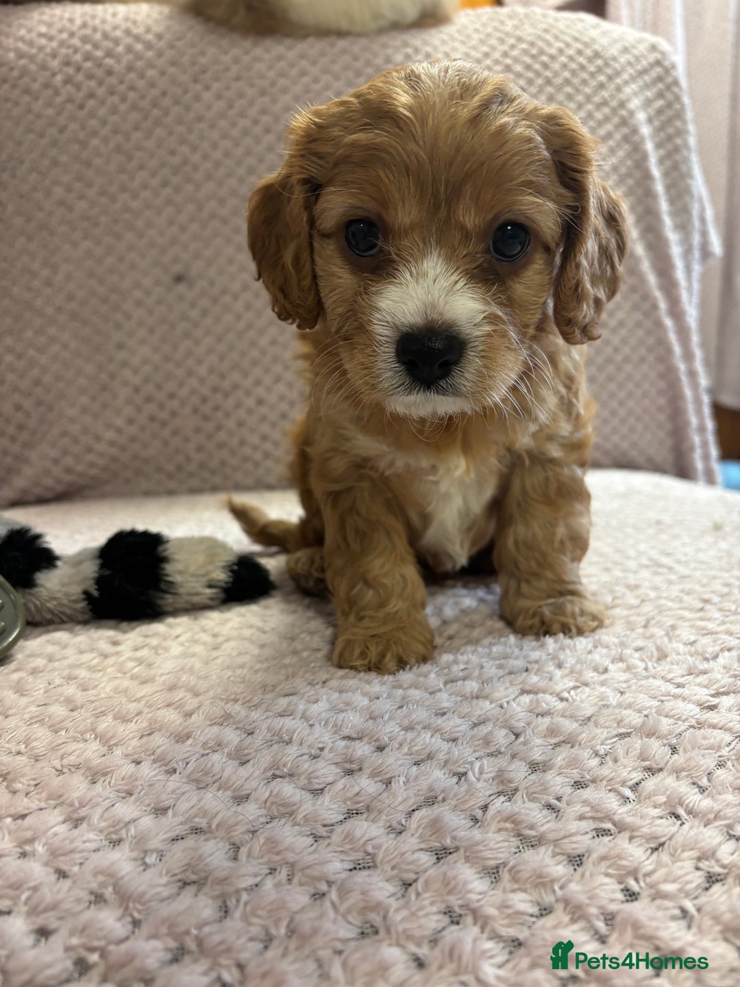 Cavapoo dogs for sale: Gorgeous male cavapoo puppies  - Image 1