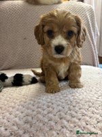 Cavapoo dogs - Advert 4