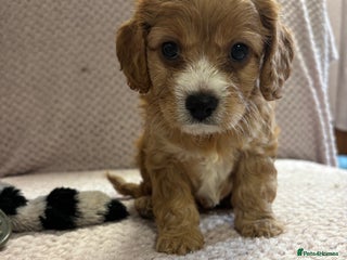 Cavapoo dogs - Advert 3