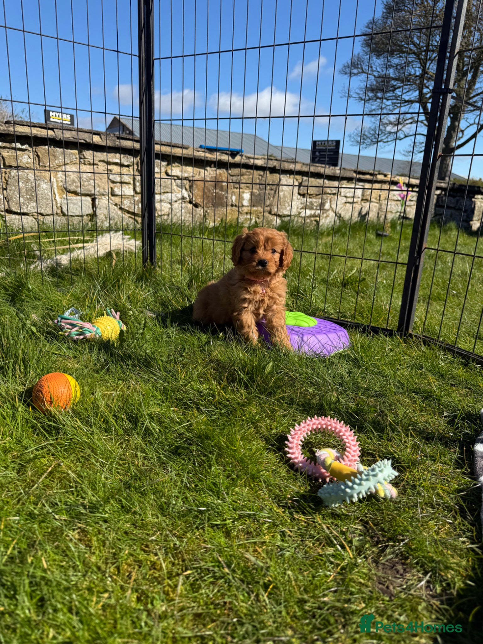 Cavapoo dogs  Exceptional Health Tested Cavapoo Puppies - Advert 1