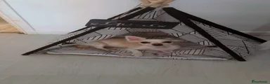Chihuahua 1