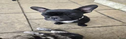 French Bulldog dogs for sale: Wembley in Wembley - Advert 18
