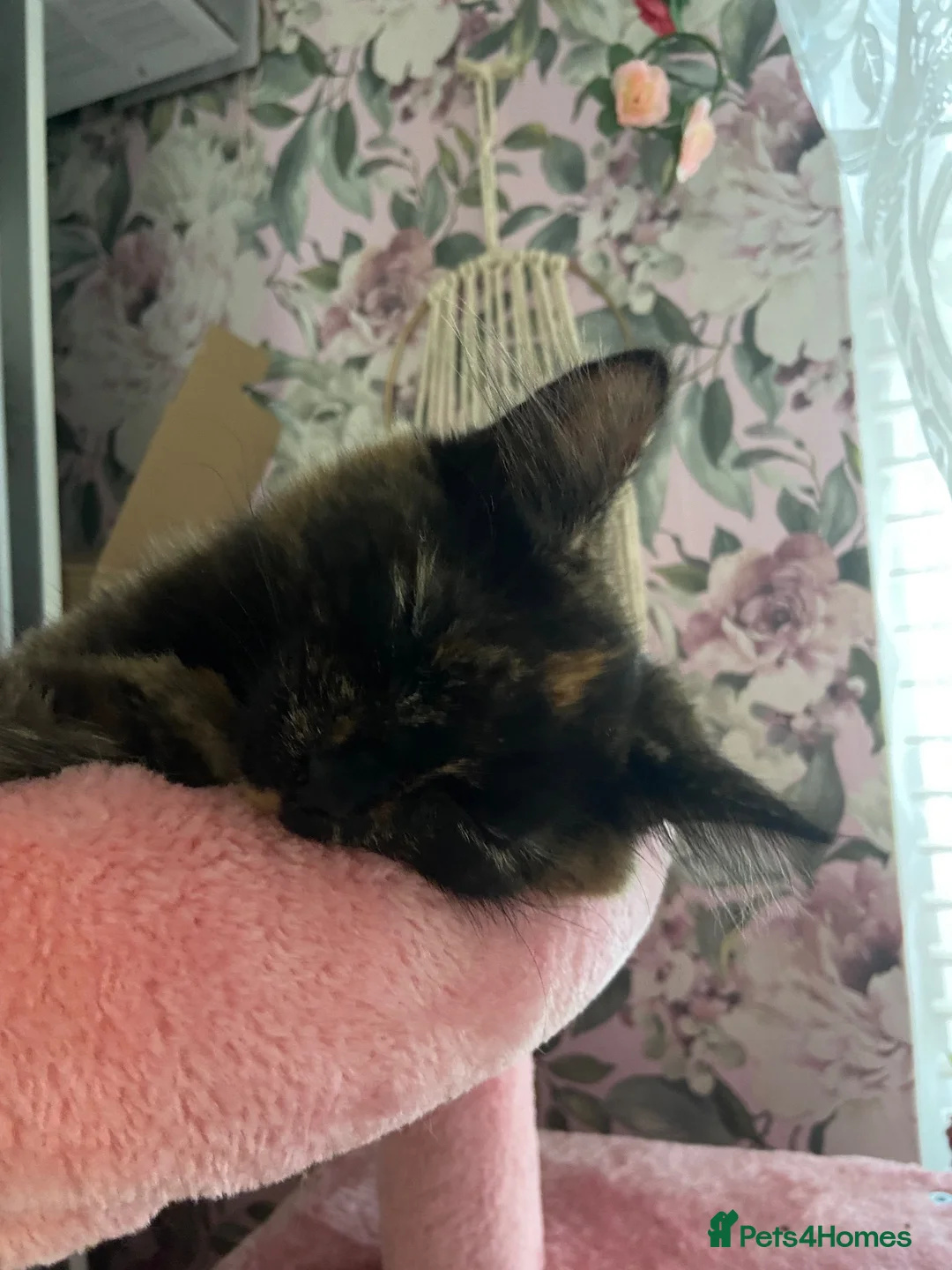Turkish Angora cats for sale: 2 gorgeous Tortie Girls - Advert 5