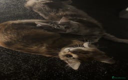 Maine Coon cats for sale: Two female maincoons - Image 3