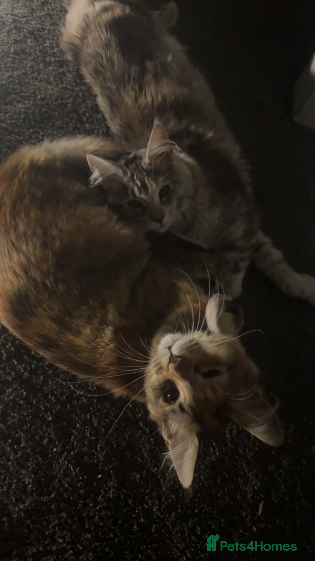 Maine Coon cats for sale: Two female maincoons - Image 3