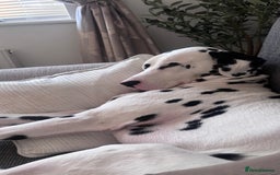 Dalmatian dogs for sale: Arlo  - Image 4