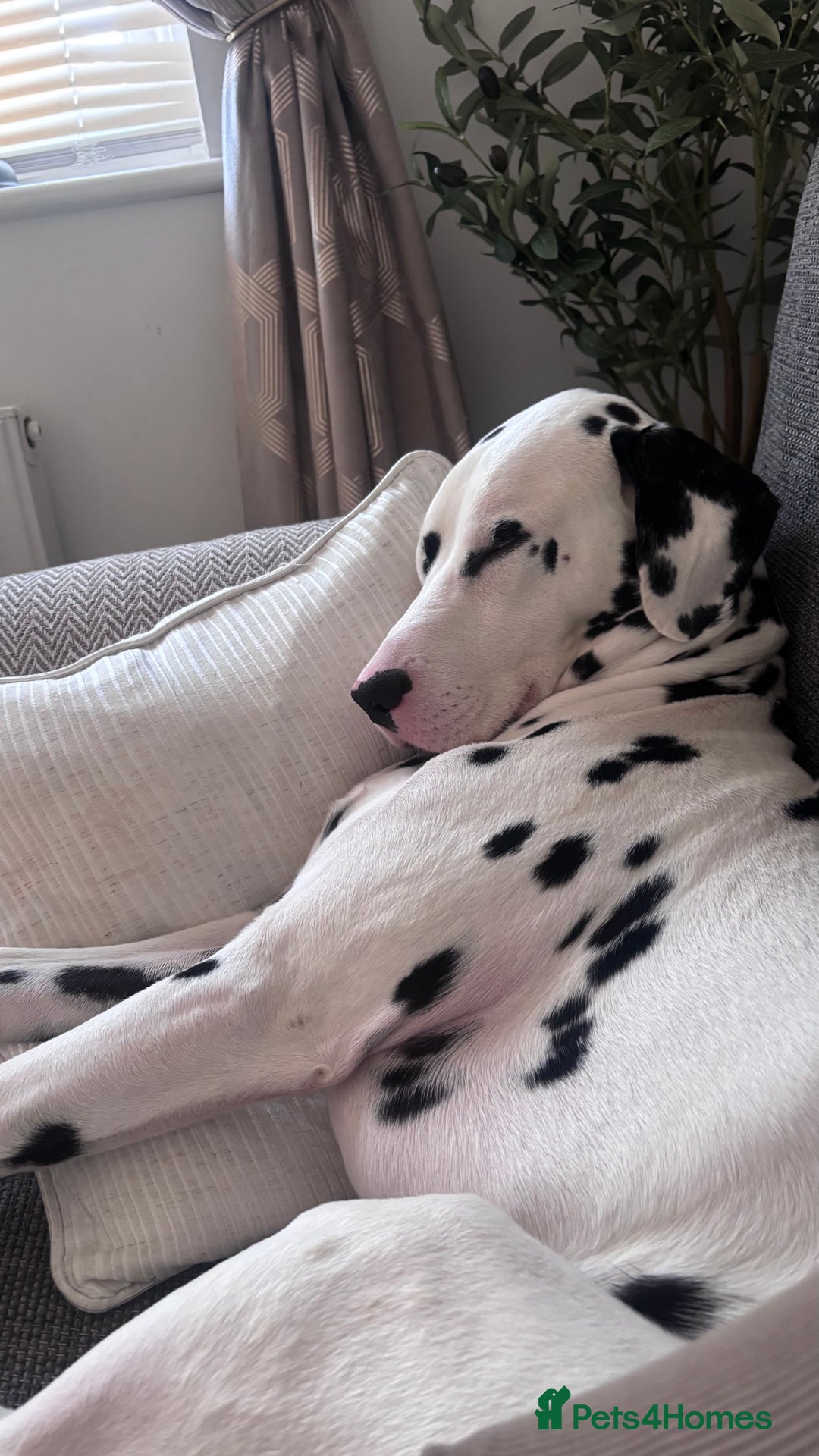 Dalmatian dogs for sale: Arlo  - Image 4