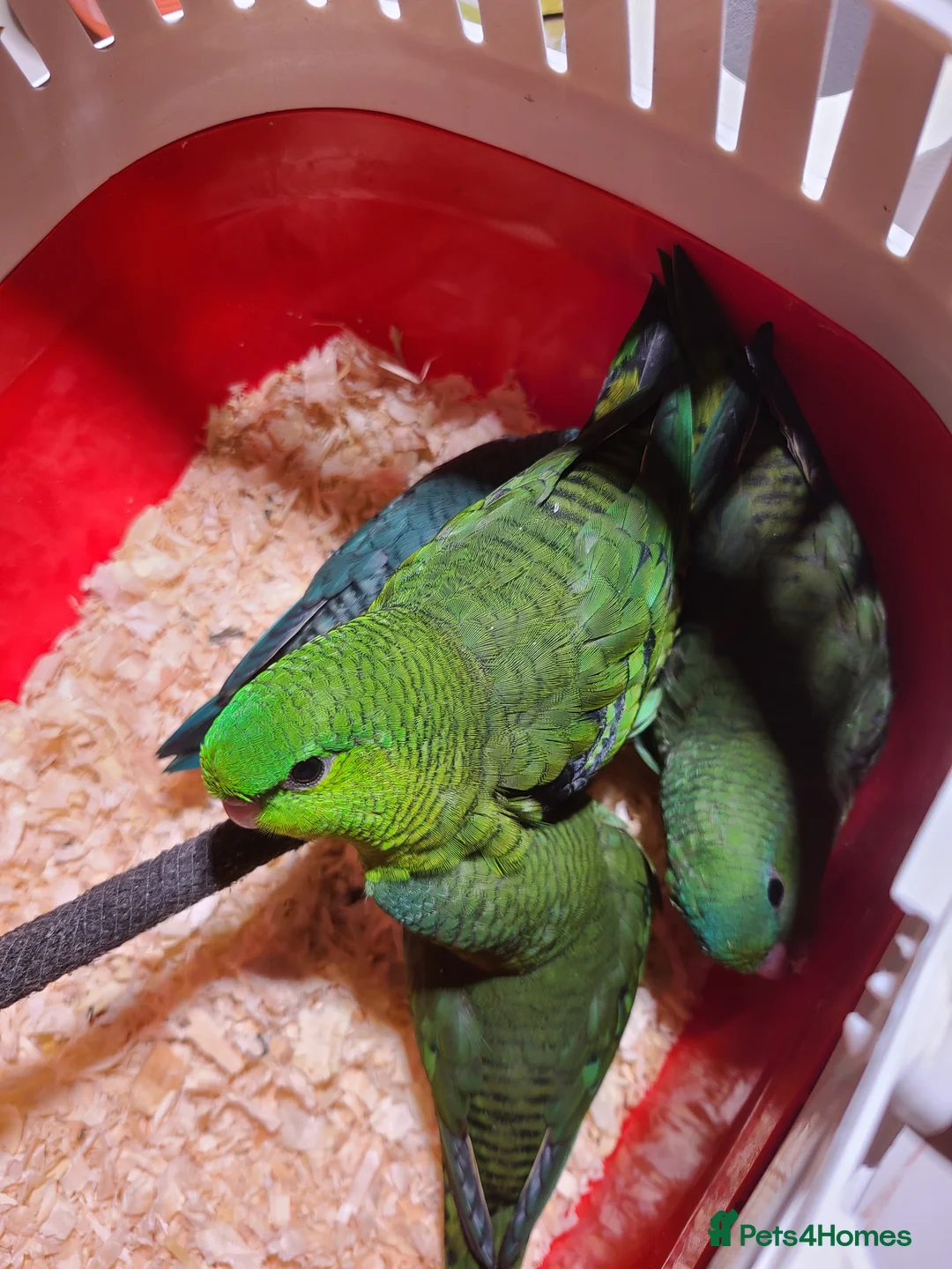 Parakeets birds for sale: Lineolated Parakeets - Advert 5
