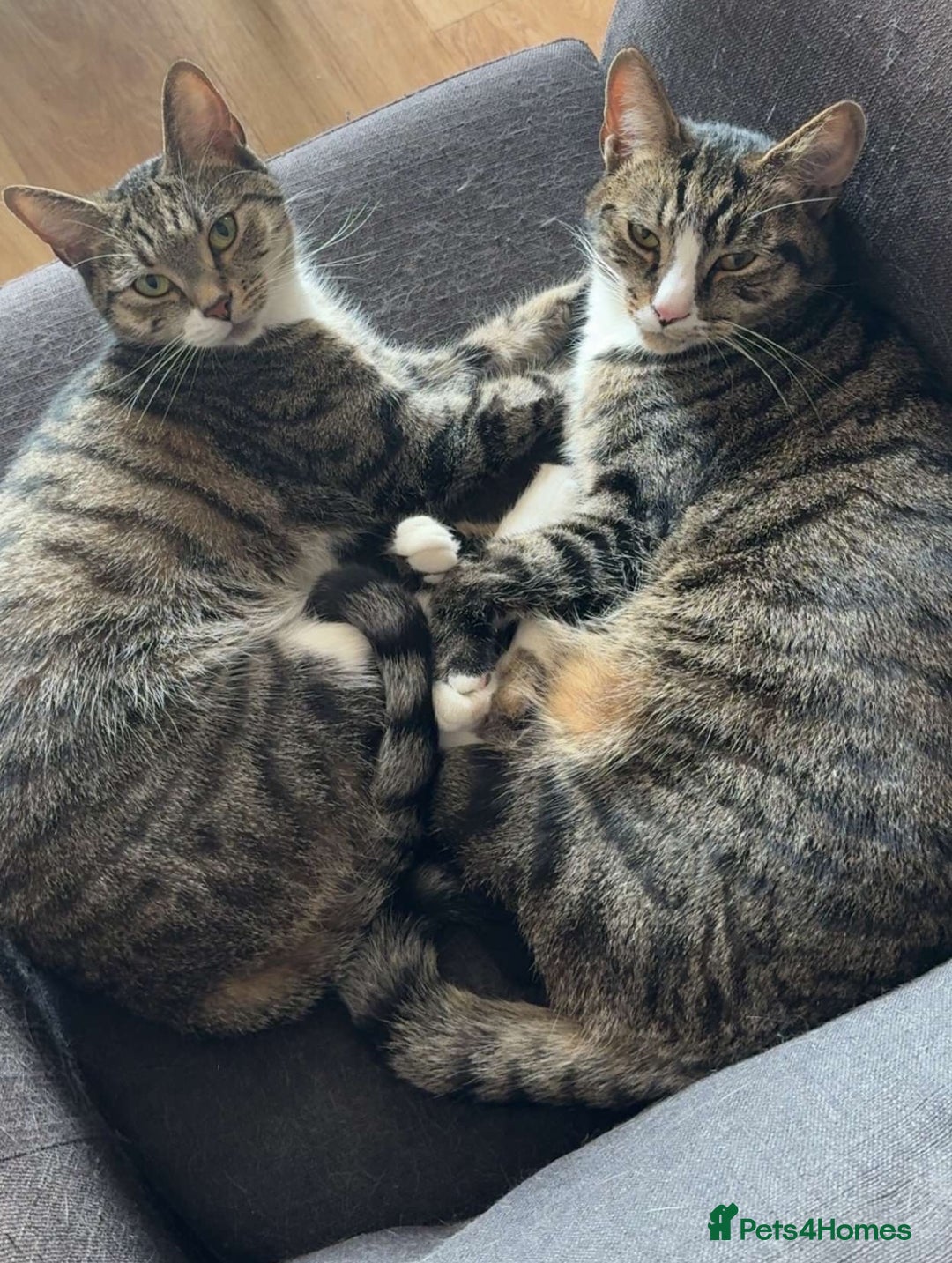 Domestic Shorthair cats for sale: Bonded mother-son cat pair looking for new home - Image 3