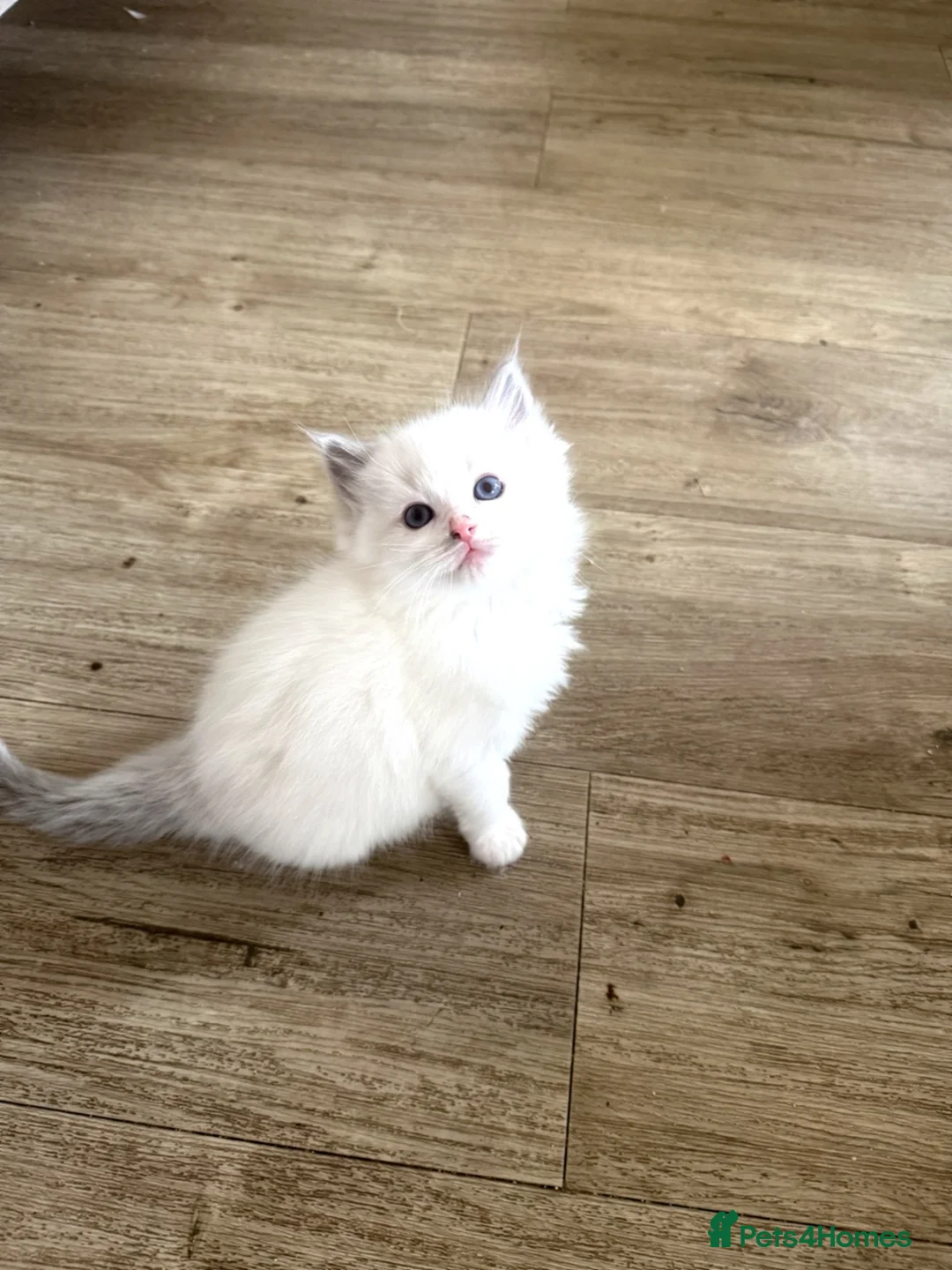 Ragdoll cats for sale: Beautiful Ragdoll Kittens – Ready for Loving Homes - Advert 2