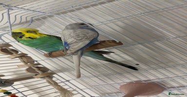 Budgerigars birds - Advert 10