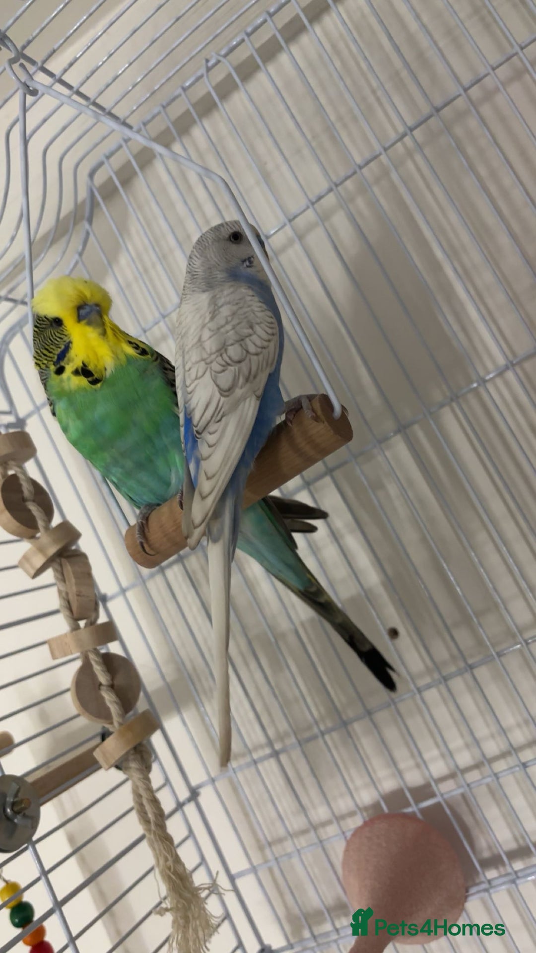 Budgerigars birds for sale: 2 budgies  - Image 3