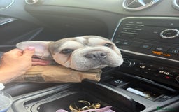 French Bulldog dogs for stud: STUD  - Image 3